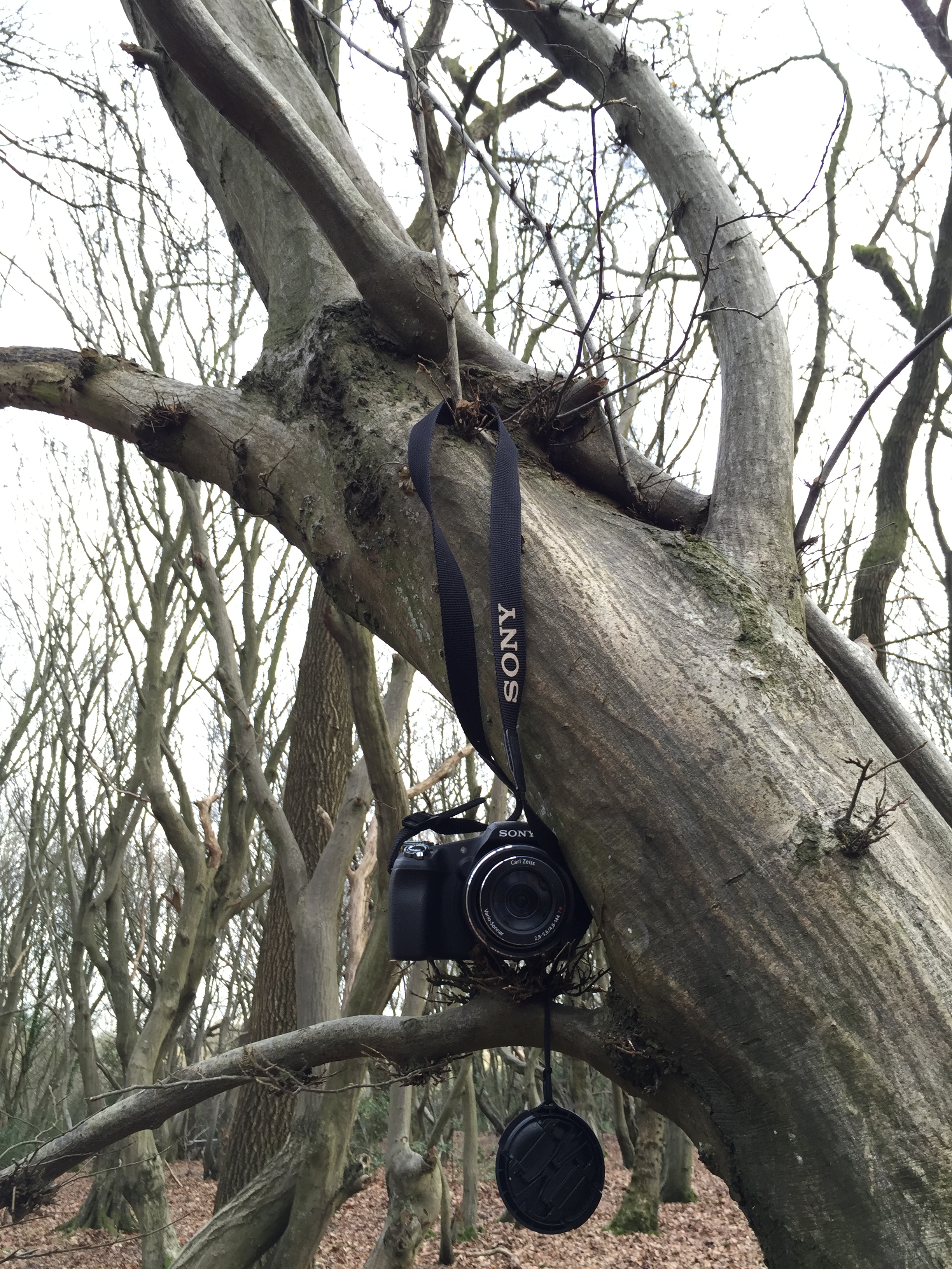 Walk in the woods photoshott with chrissy.JPG