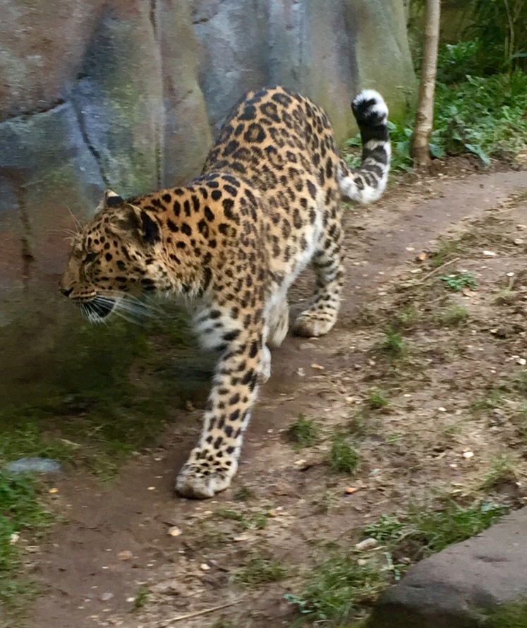 amur leopard colchester .jpg