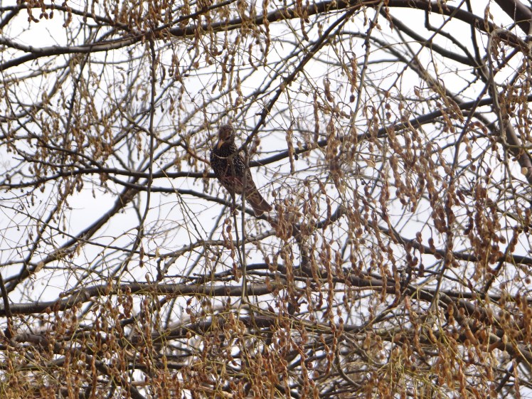 preening parisien starling.jpg