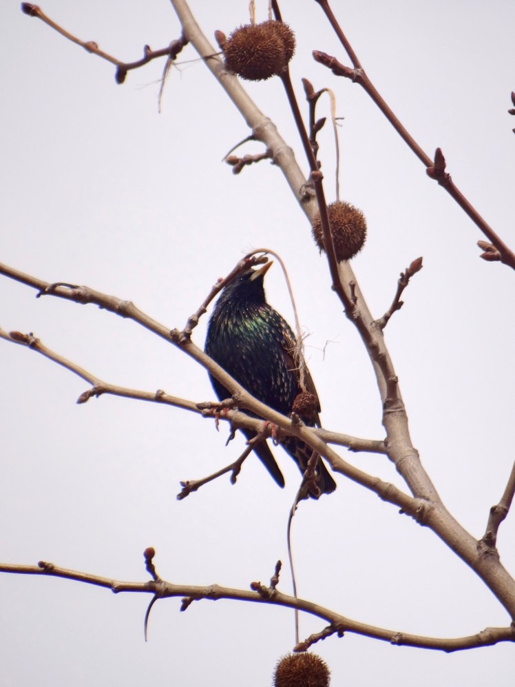 Shimmering starling.jpg