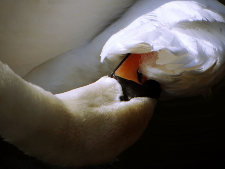 Swan - Favourite Edit