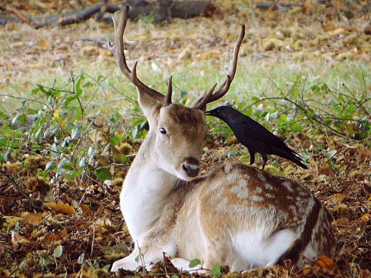 jackdaw telling fallow a secret.jpg